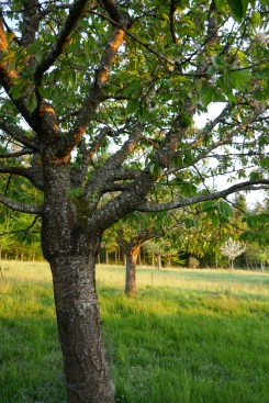 Kirsche_gepflanzt 2001